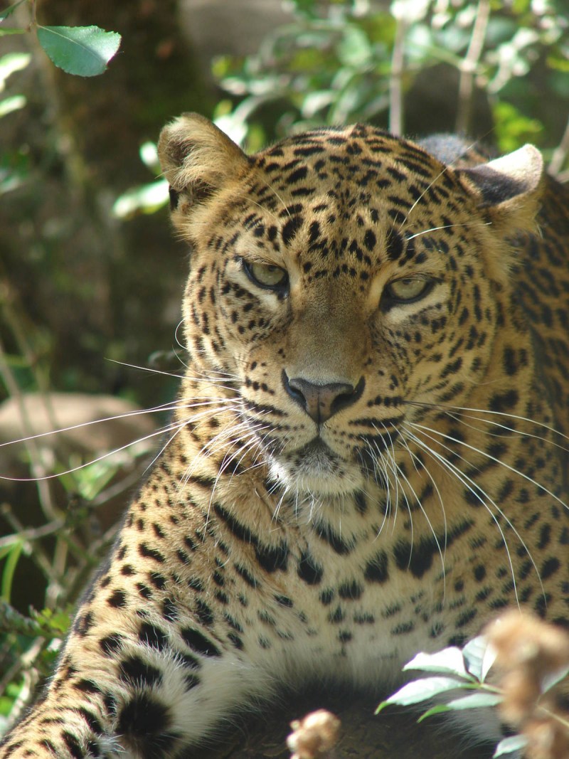 Panthera pardus Kotiya