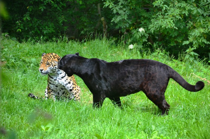 Леопард меланист