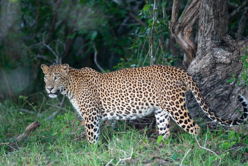 Леопард Panthera pardus