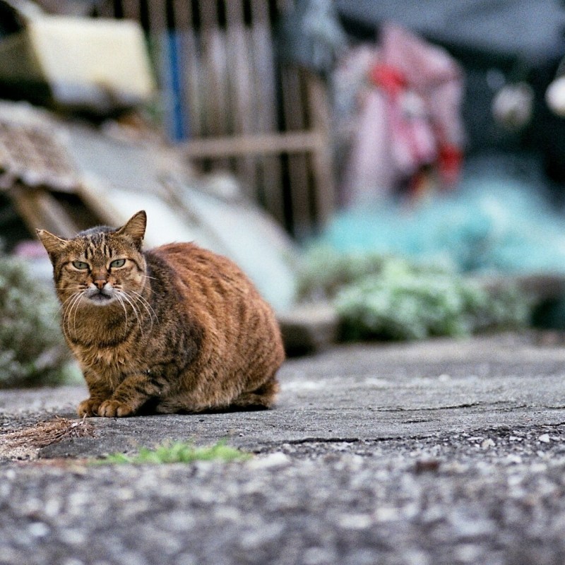 Уличный кот. Уличные кошки. Красивый уличный кот. Крупные уличные коты. Дерзкий уличный кот.