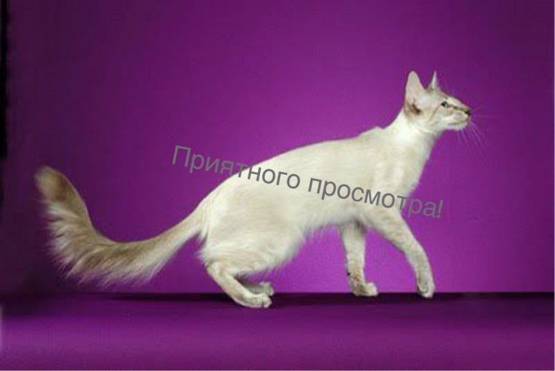 Яванская (Балинез)