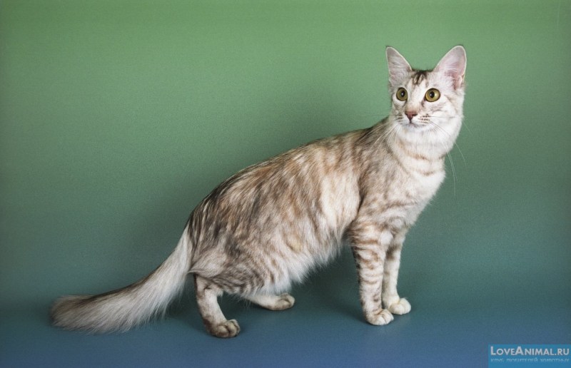 Яванез яванская кошка