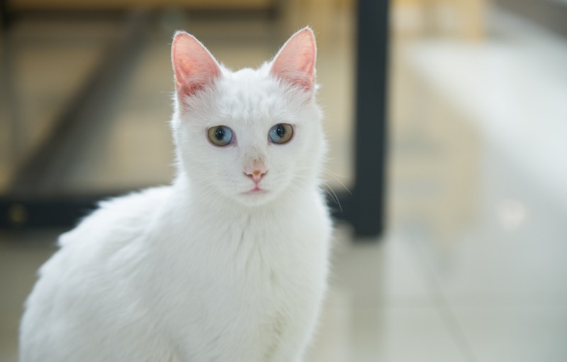 Самая фотогеничная кошка белая