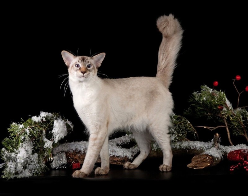 Балинезийская кошка