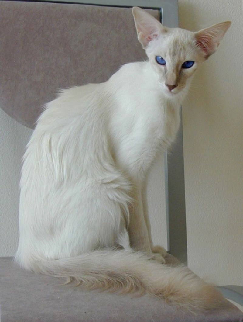 Балинезийская кошка