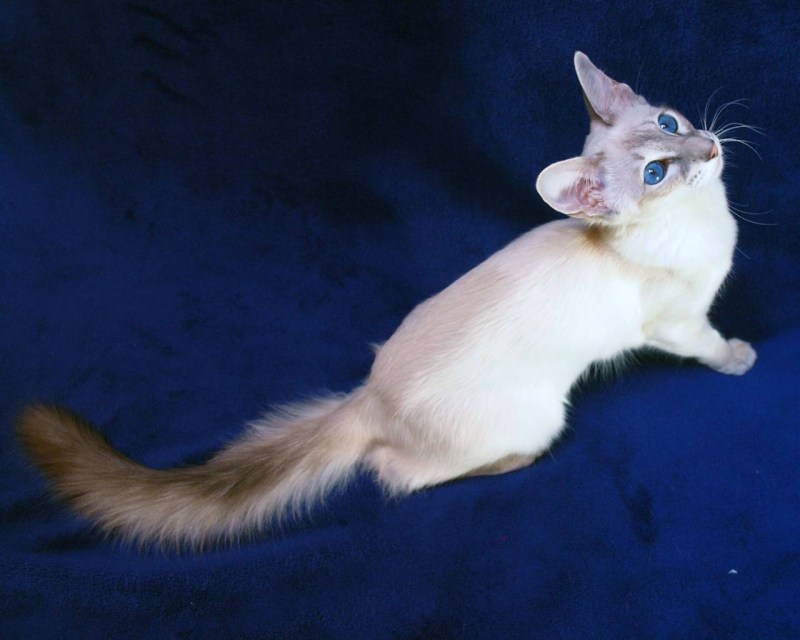 Балинезийская кошка