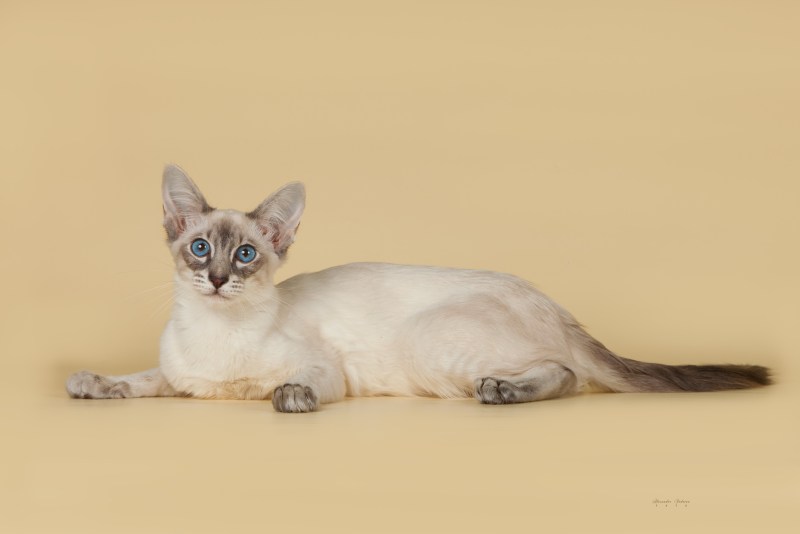 Балинезийская кошка