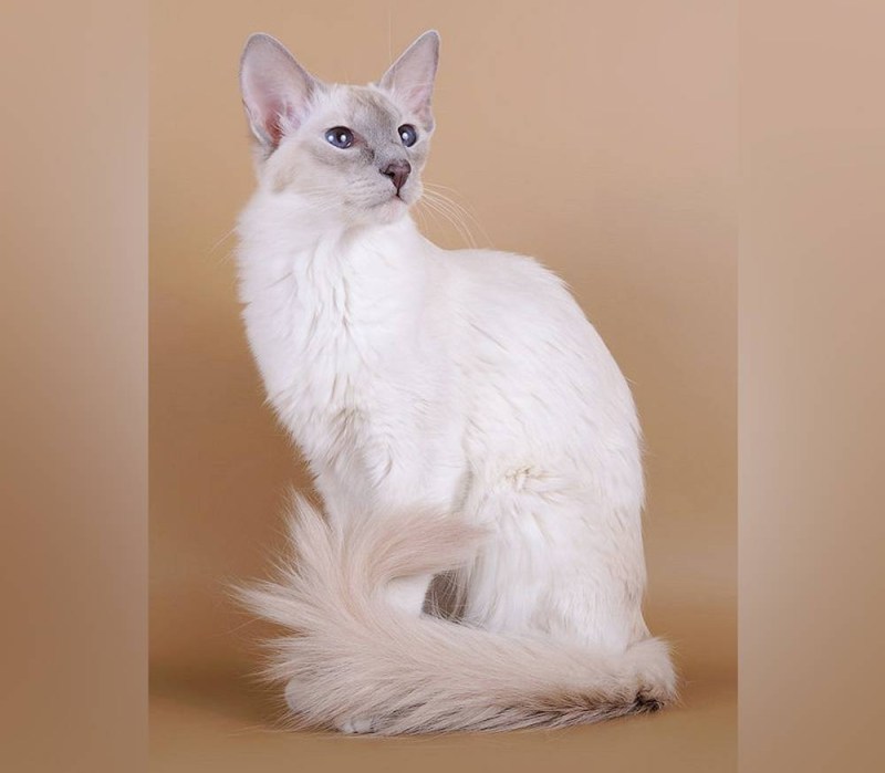 Балинезийская кошка