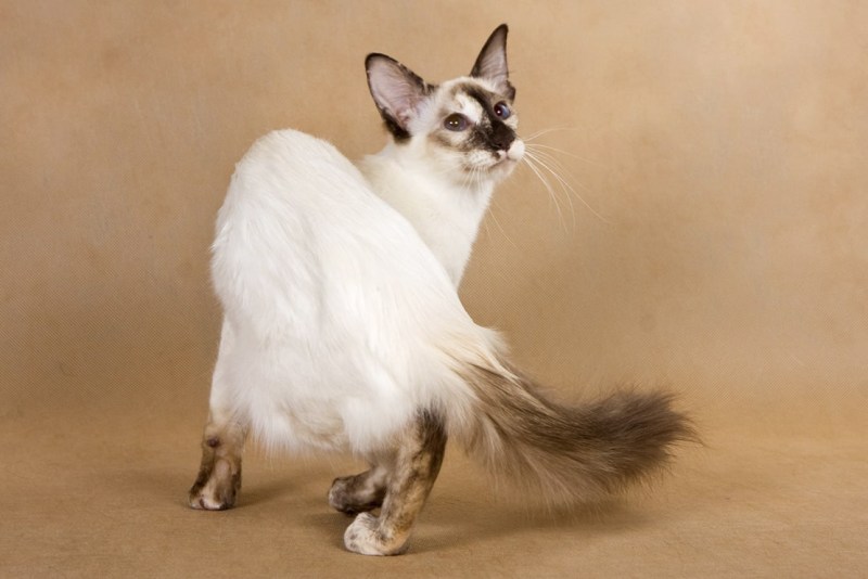 Балинезийская кошка