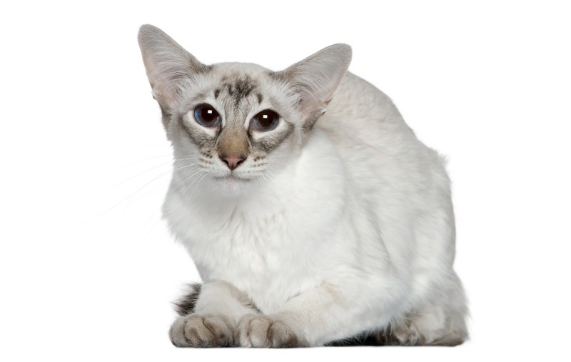 Балинезийская кошка белая