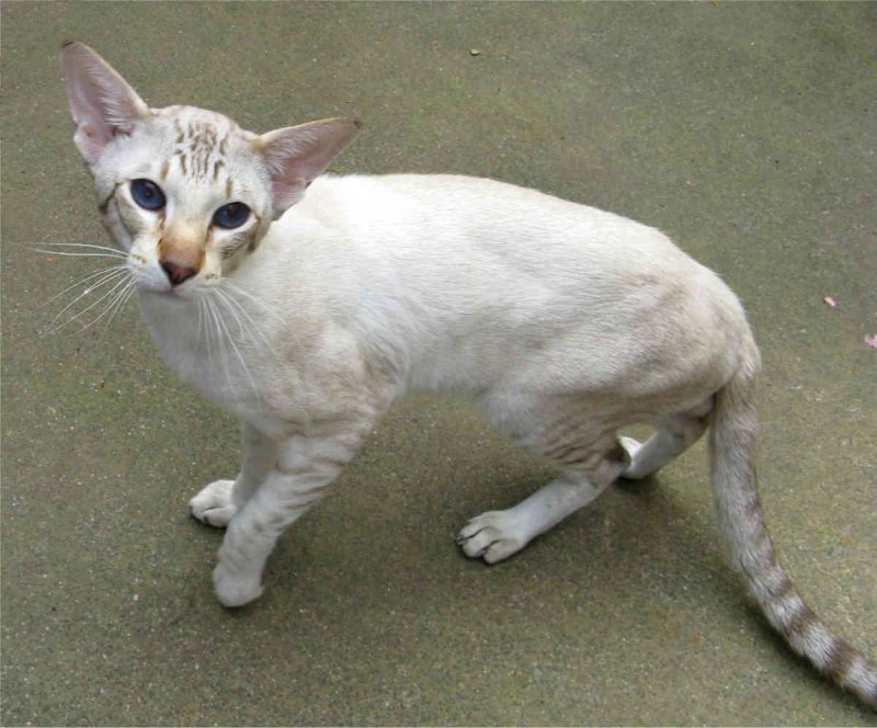 Яванез яванская кошка