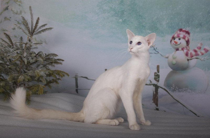 Балинезийская кошка белая