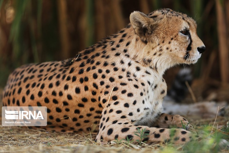 Asiatic hepard