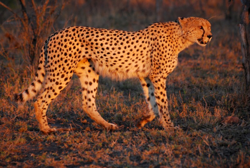 Acinonyx jubatus jubatus