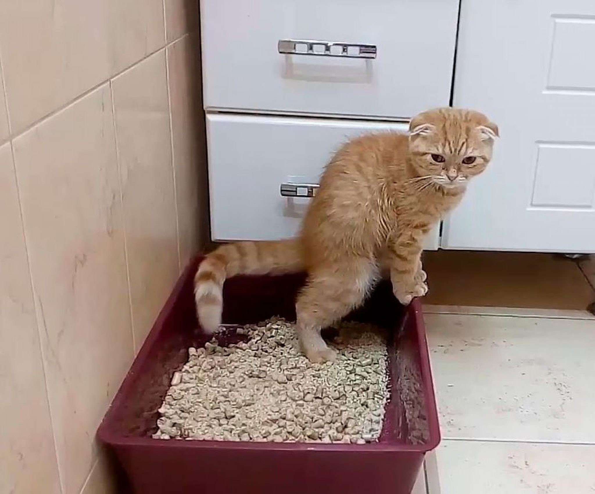 Как приучить котенка к дому