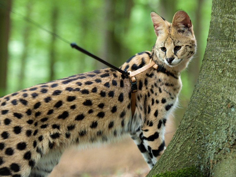 Кошка Саванна и сервал