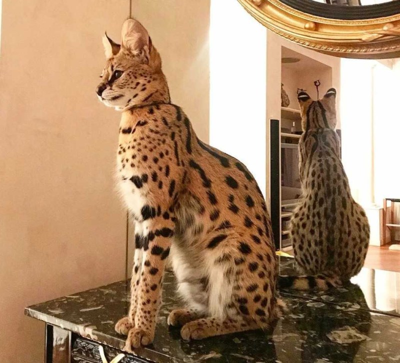 Мейн кун Ашера