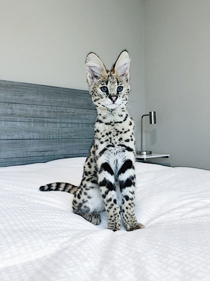 Кошка Саванна и сервал