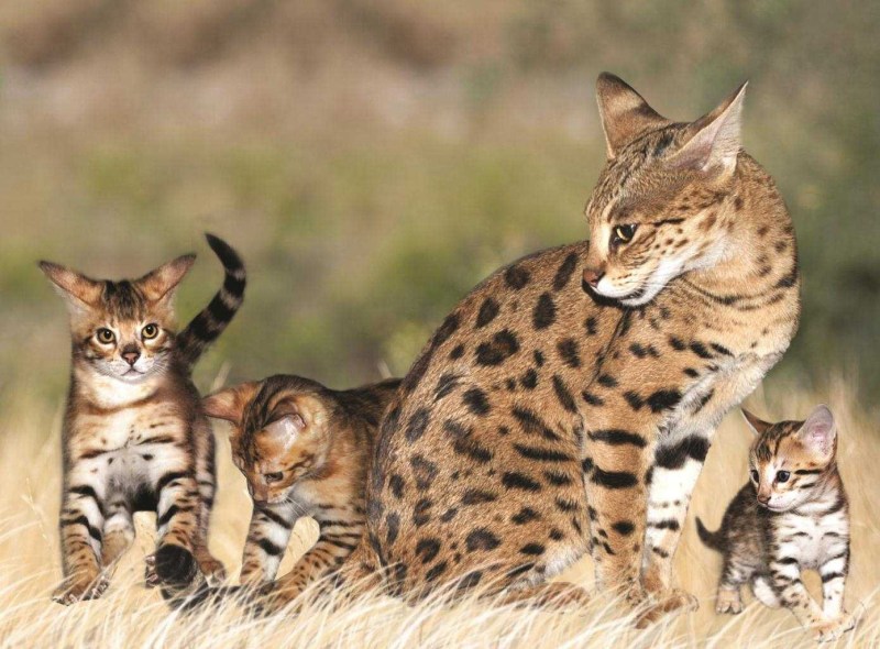 Саванна кошка