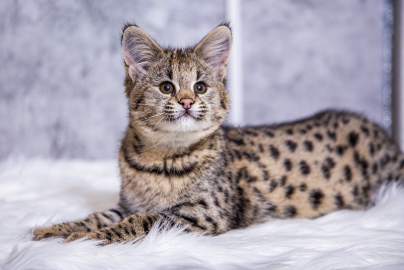 Кошка Ашера Снежная