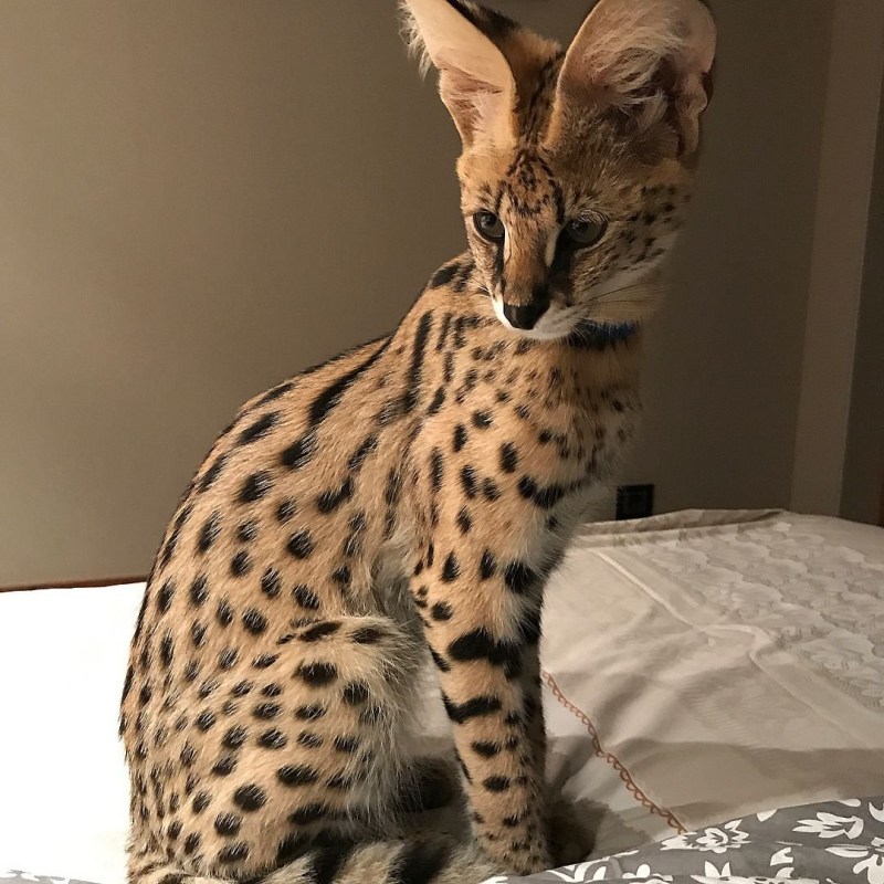 Саванна Ашера кошка