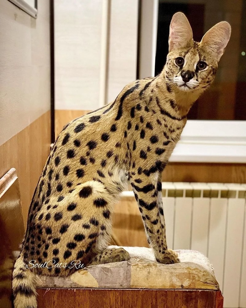 Саванна Ашера кошка