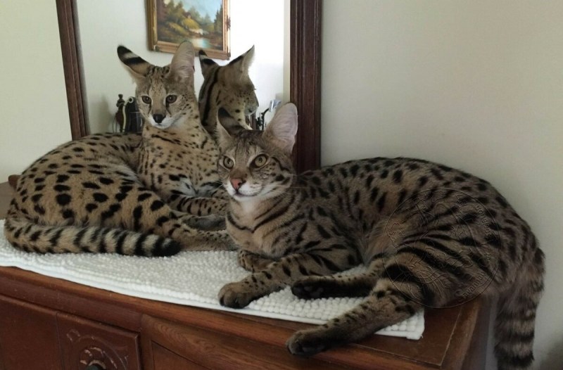 Саванна Ашера кошка