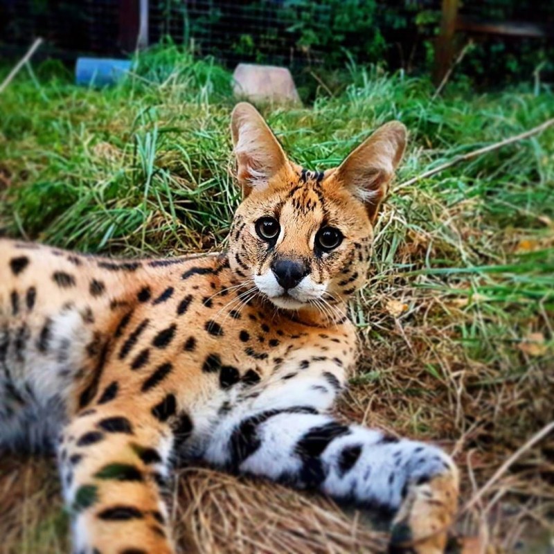 Кошка Саванна и сервал
