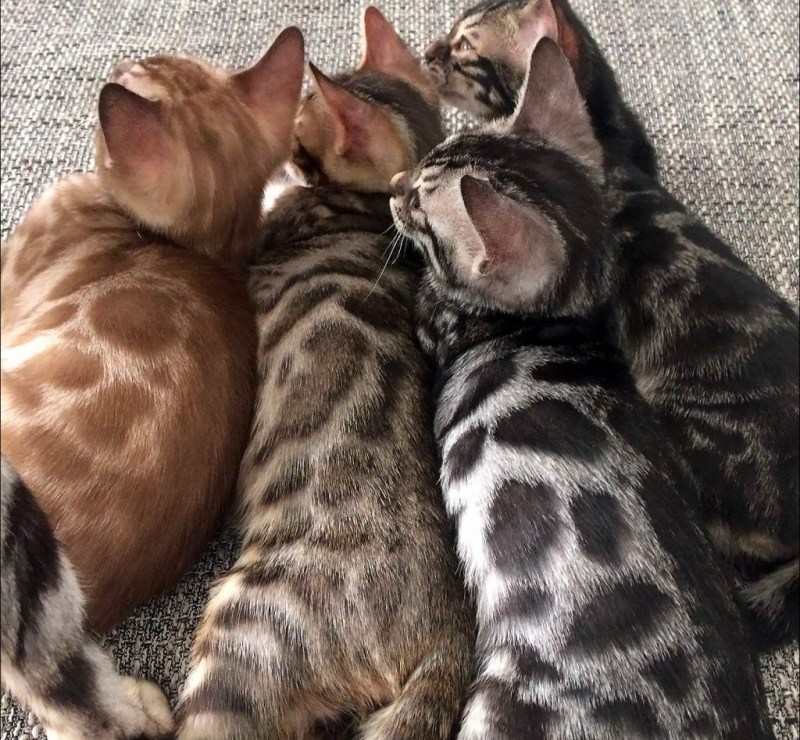 Бенгальская кошка
