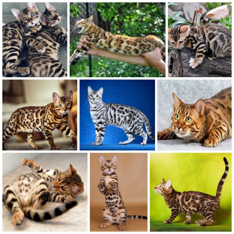 Окрас бенгалов кошек