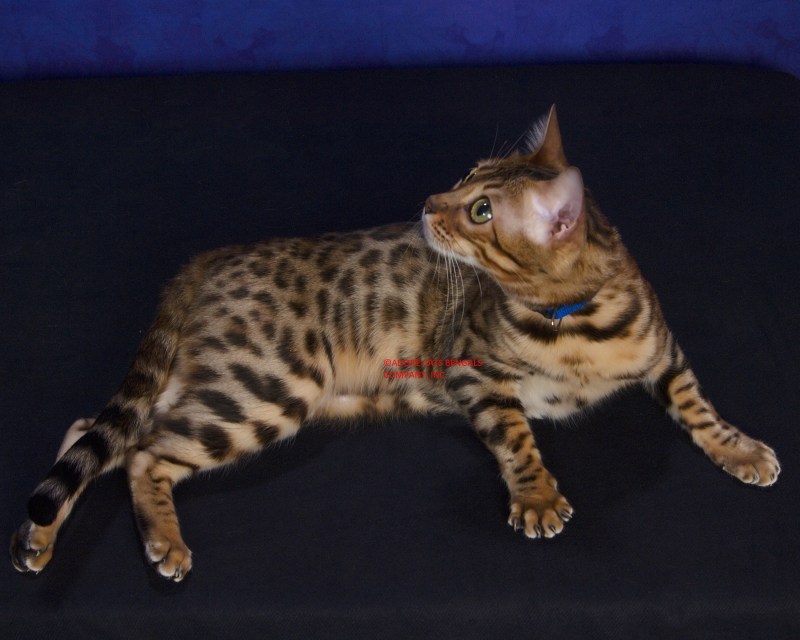 Бенгальский котенок Клайд