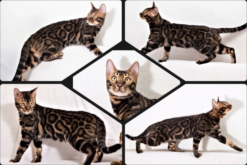 GOLDYCAT питомник бенгальских