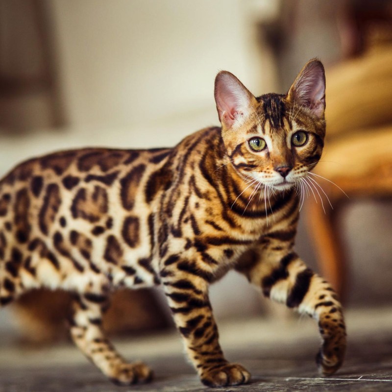 Бенгальская кошка