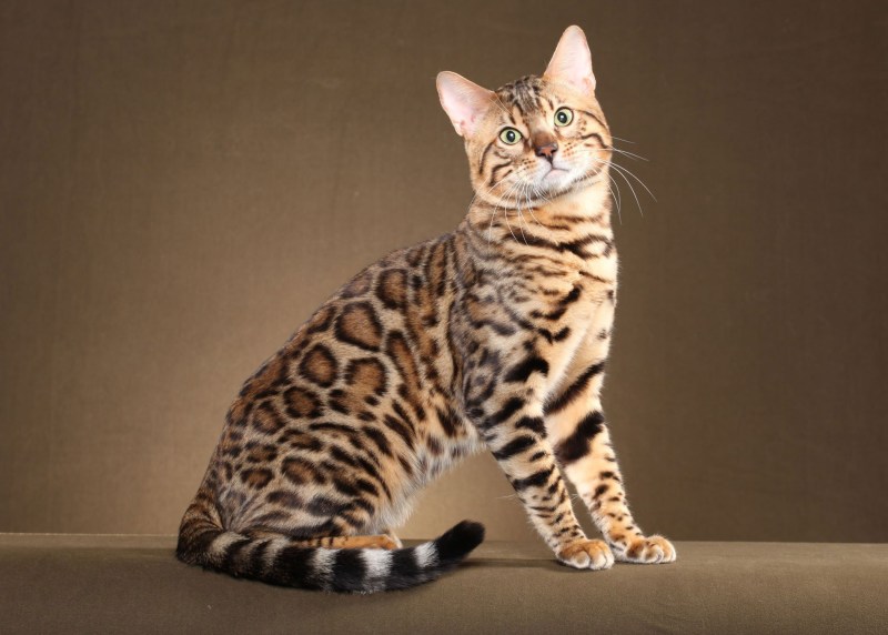 Бенгальская кошка