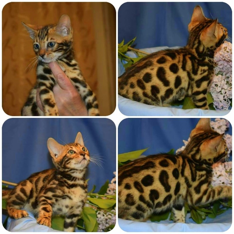 Бенгальская кошка окрас п24