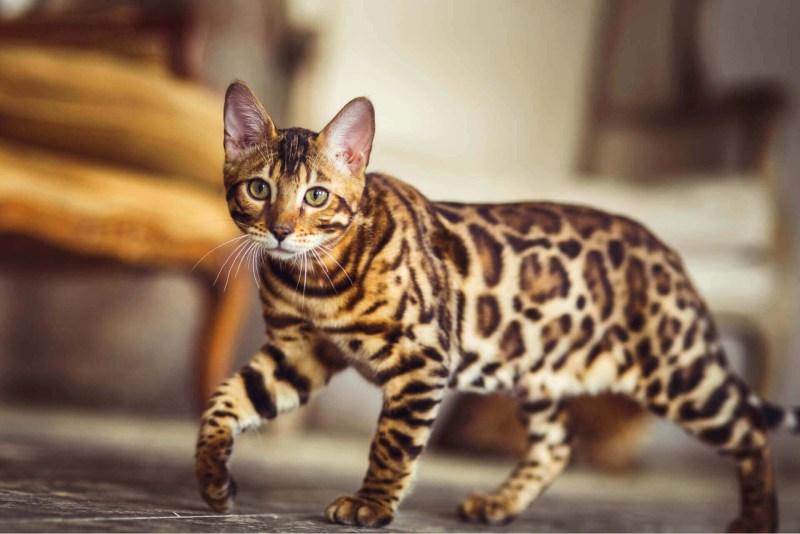 Бенгальская кошка