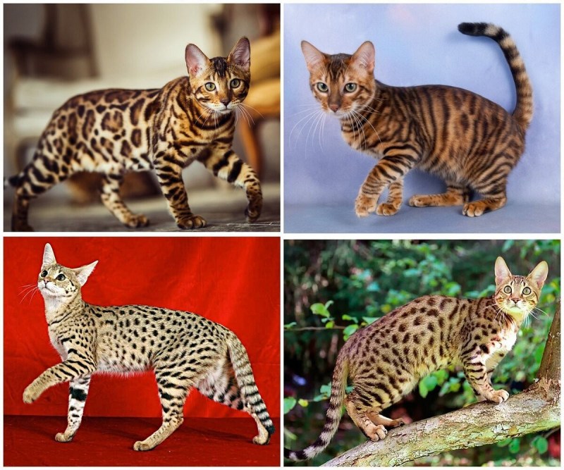 Бенгальская Саванна кошка