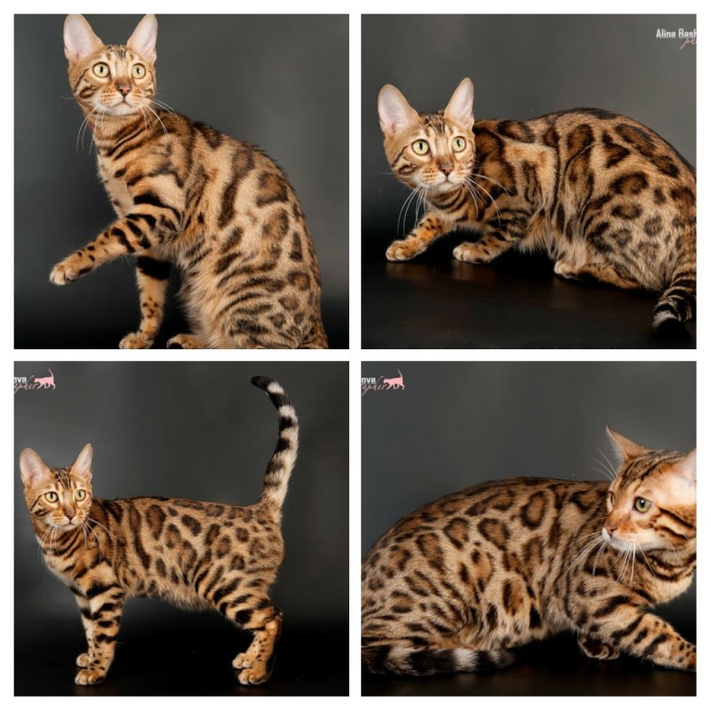 Окрас Lynx бенгалов