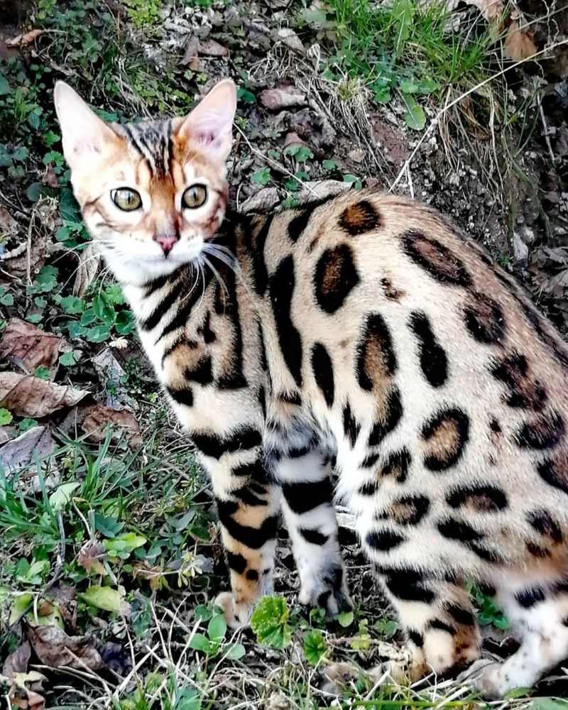 Кошка пятнистая Бенгальская