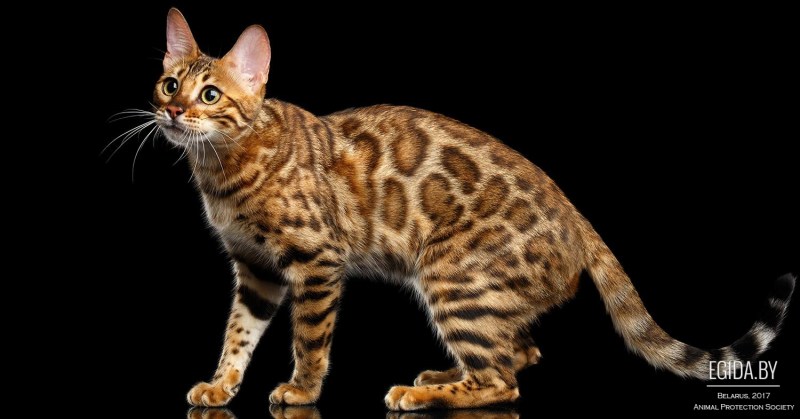 Бенгальская кошка Хара