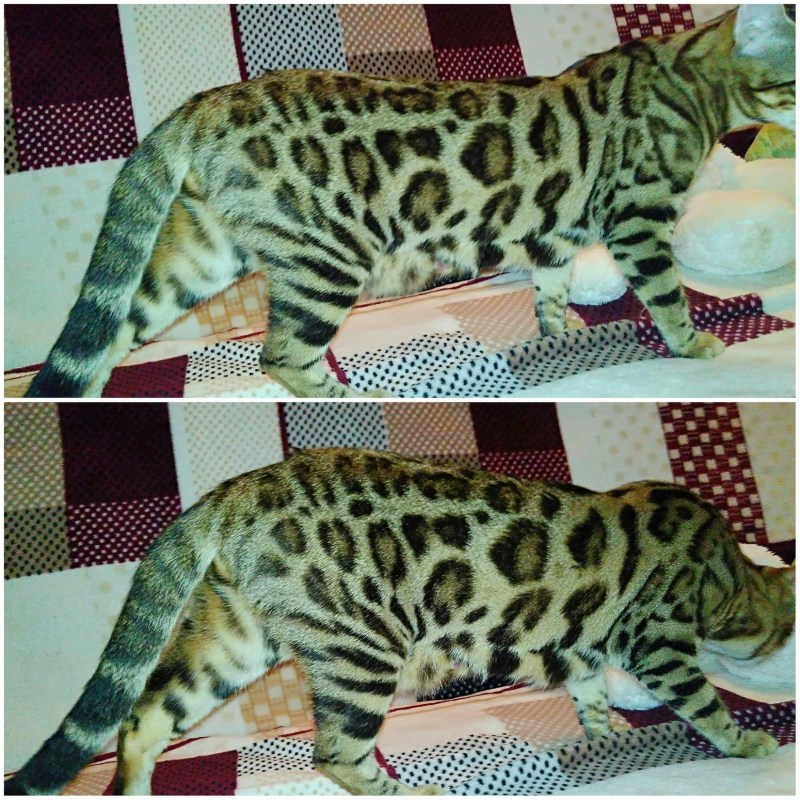 Блю тебби Бенгальская кошка