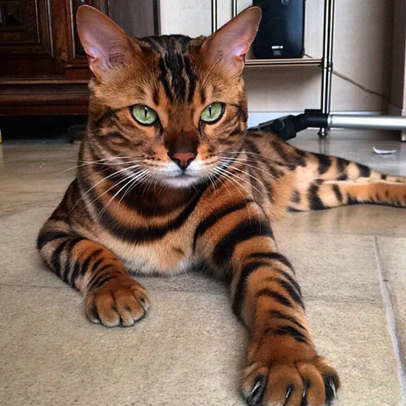 Бенгальская кошка тойгер