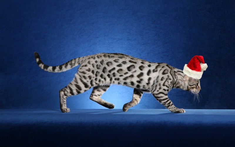 Бенгальская кошка