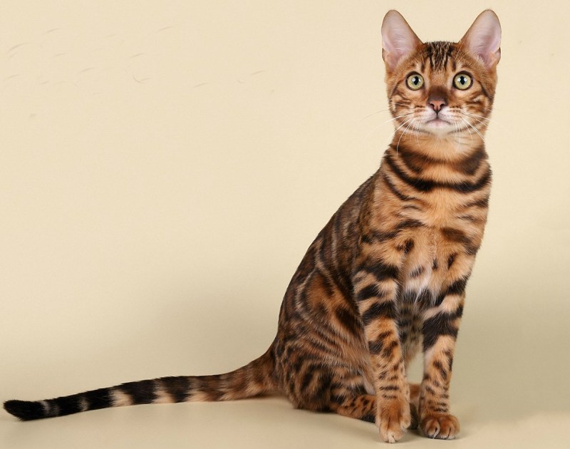 Бенгал кошка
