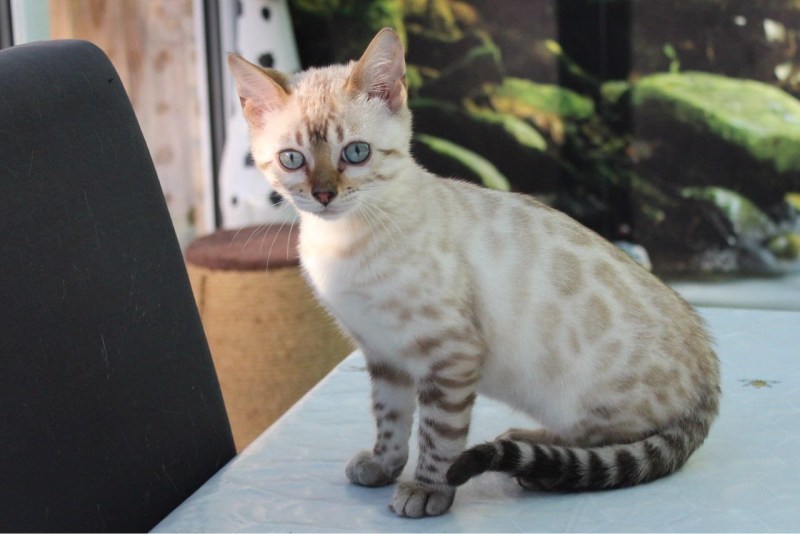 Блю тебби Бенгальская кошка