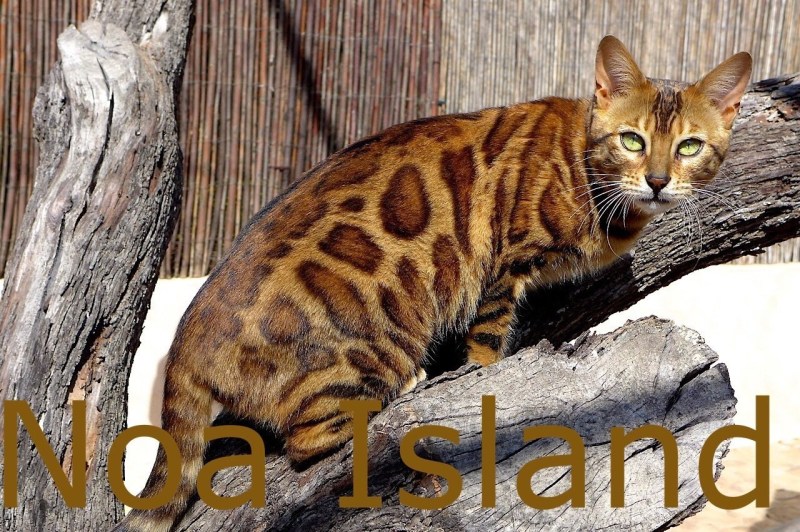 Бенгал сепия мрамор