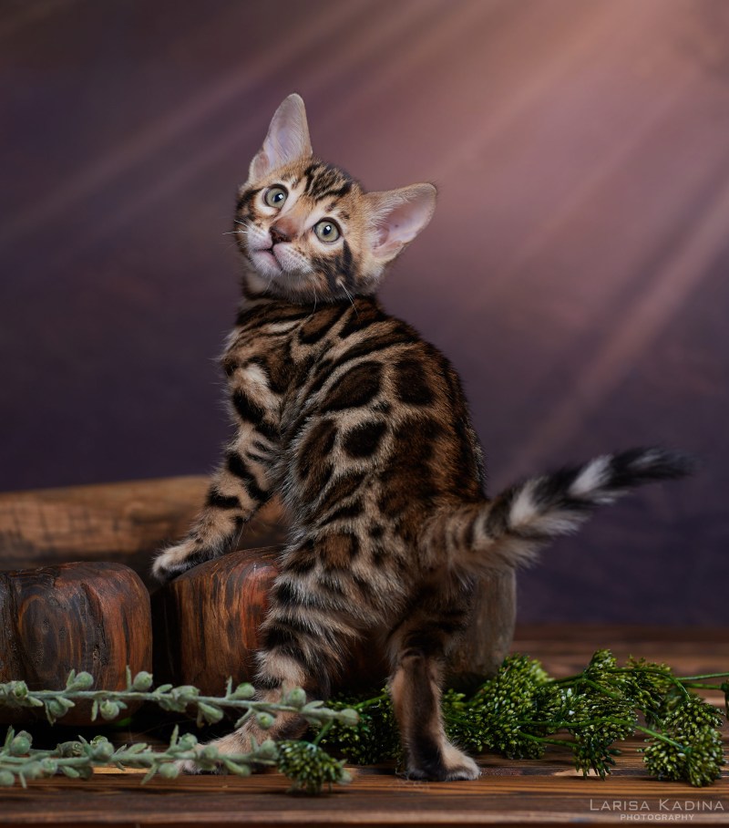 Бенгал кошка