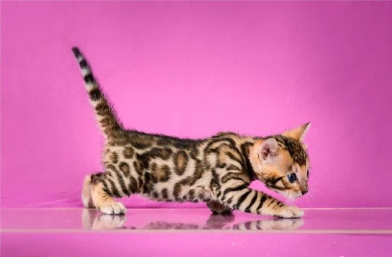 Бенгальская кошка