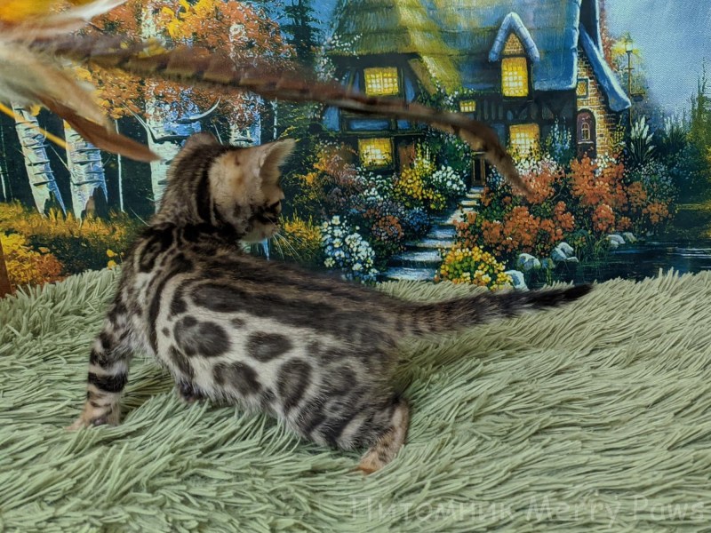 Бенгал розетка на золоте n24