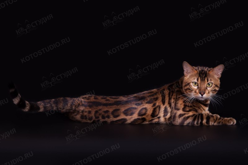 Бенгальская кошка стандарт породы